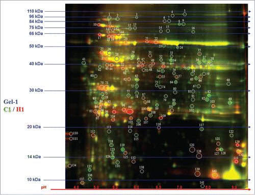 Figure 3. 2D-DIGE analysis of Hymenaea leaf proteome. Protein samples of Hymenaea control plants and heat stressed plants were differentially labeled with Cy3 (green) and Cy5 (red) respectively. After mixing the 2 labeled proteins in equal ratios, they were first subjected to isoelectric focusing on a IPG strip, pH 3–10, and then on a 12.5% SDS-PAGE. The isoelectric point (pI) and molecular mass (kDa) are marked. Color coding: green spots indicates that the protein abundance is high in Cy3 (control), red spot indicates that the protein abundance is high in Cy5 (heat stressed) samples; yellow spots indicates that the protein abundance is similar in both the cases. Protein identifications of selected spots are shown in Table 3.