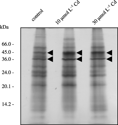 Figure 4  Analysis of xylem exudate proteins using sodium dodecylsulfate-polyacrylamide gel electrophoresis (SDS-PAGE). Xylem exudate samples were collected from control plants and 6-week-old plants were transferred to a hydroponic solution containing 10 µmol L−1 and 30 µmol L−1 Cd (CdCl2) and treated for 48 h. Three micrograms of protein was subjected to SDS-PAGE analysis and detected using silver staining in each lane.