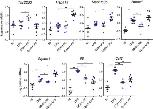 Figure 6. The regulation of a subset of stress response genes by CpdA and DEX in acutely inflamed peritoneal macrophages in vivo. qPCR analysis of FACS-sorted peritoneal macrophages. Mice were treated i.p. with vehicle, 2 mg/kg DEX, 15 mg/kg CpdA and 1 mg/kg LPS for 6 h. Gene expression levels were normalized to Ppia/cyclophilin and Gapdh using qbase+ . Statistical analysis was done using a Mann-Whitney test (*p < 0.05, **p < 0.01, N = 5–7). NI, non-induced.