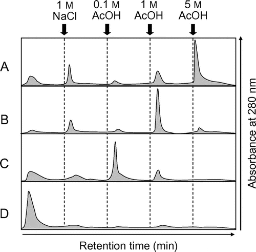 Fig. 7. Elution profiles of EaChiA, PrChiA, and PrChiA mutants in affinity chromatography on a chitin column.Notes: The proteins were applied to a chitin column equilibrated with 10 mM phosphate buffer, pH 7.0. After washing out the unadsorbed proteins with the same buffer, the adsorbed proteins were eluted successively with 1 M NaCl, 0.1, 1, and 5 acetate. (A) EaChiA; (B) PrChiA; (C) PrChiA_Δ1LysM; (D) PrChiA_CatD.