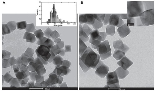 Figure 2 Cell cultures were incubated with MNP-modified medium (A) and MNP-free medium (B). (A) TEM image of naked Fe3O4 nanoparticles. Inset: histogram showing the particle size distribution. (B) TEM image of PLL-coated nanoparticles. Inset: high resolution magnification of a single PLL-coated Fe3O4 MNP.Abbreviations: MNP, magnetic nanoparticle; PLL, poly-l-lysine; TEM, transmission electron microscopy.