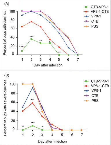 Figure 4. The course of diarrhea in pups after rotavirus challenge in a mouse maternal antibody protection model. The pups in the 4 immunized groups (immunized with CTB-VP8-1, VP8-1-CTB, VP8-1, CTB and PBS) were challenged with rotavirus strain LLR on days 7 of life, and they were monitored daily for diarrhea for 7days post infection. (A) The percentage of pups with diarrhea from 1 to 7 d post infection. (B) The percentage of pups with severe diarrhea from 1 to 7 d post infection. Different numbers of * indicate significant differences between the percentage of pups with diarrhea or severe diarrhea in a given immunized group and those in the CTB group (**, P < 0.01, ***, P < 0.001 and ****, P < 0.0001).