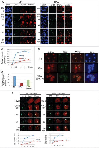 Figure 2. PCNA, Cdt2, and Cdt1 accumulate at the UV-irradiated sites in XP-A cells, but later than in normal fibroblasts. (A) Asynchronously growing normal fibroblasts (NF) and XP-A cells were covered with a membrane with 5-μm pores, irradiated locally with UV (100 J/m2; micropore assay), and incubated for the indicated times. The cells were fixed and stained with antibodies for CPD and PCNA. Bar, 10 μm. The white triangles in UV (-) indicate S phase cells (see text). (B) PCNA intensity was measured using ImageJ at the CPD spots as shown in (A) (> 25 spots for each time-point) and mean values (arbitrary) were plotted. (C) Asynchronously growing NF, XP-A, and XP-A(wtXPA) cells were treated as in (A), incubated for 30 min, and stained with antibodies for CPD and PCNA. (D) The intensity of PCNA at the CPD sites in (C) was measured using ImageJ (30 spots/cell line) and mean values (arbitrary) are shown. (E) Asynchronously growing cells were treated as in (A) and stained with antibodies for CPD and Cdt1. To visualize Cdt1 proteins, MG132 was added to the medium 10 min before UV irradiation. Bar, 5 μm. Cells were examined for Cdt1 staining at CPD sites (> 100 sites for each time-point) and the frequency of Cdt1-positive sites is shown (%) (left panel). Cdt1 intensity of cells was also measured and mean values are shown (arbitrary) (right panel).