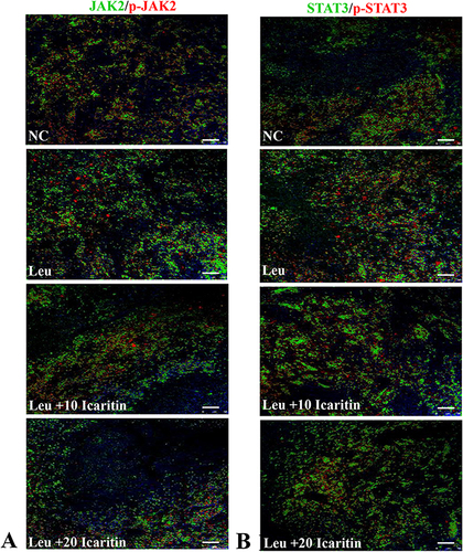 Figure 7 Immunofluorescence analysis of proteins in the JAK-STAT pathway in spleen sections from ENU-leukemia mice of (A) JAK2 (green) and p-JAK2 (red) staining, showing higher levels of JAK2 phosphorylation in ENU-leukemia mice compared to control mice., (B) STAT3 (green) and p-STAT3 (red) staining, indicating enhanced STAT3 signaling in ENU-leukemia mice compared to control mice. Scale bar= 50 µm, Magnification= 400 ×.