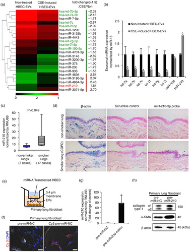 Fig. 3.  HBEC-derived EV miR-210 promotes lung myofibroblast differentiation. (a) A heat map of the EV miRNA microarray analysis revealed differentially expressed miRNAs (change >1.5-fold) in CSE-induced HBEC-derived EVs or non-treated HBEC-derived EVs. (b) qRT-PCR validation of EV miRNAs from the 2 EV groups. miR-16 was used as an internal control. (c) qRT-PCR analyses of miR-210 expression levels in non-smoker or smoker lungs (including non-COPD smokers and COPD patients; P=0.049). (d) miR-210-specific probe, scramble control probe and β-actin were hybridized in situ with normal lung tissue. Original magnification, 200×. (e) A transwell co-culture assay with transfected HBECs (top well) and primary lung fibroblasts (LFs) (bottom well). A 0.4-µm porous membrane is between the 2 wells, inhibiting cell–cell contact. (f) A co-culture assay to study the miRNA cargo from HBECs to primary LFs. HBECs were transfected with a Cy3-labelled miRNA (red) or a control precursor miRNA (non-labelled). Nuclei were counterstained with DAPI (blue). Scale bar: 50 µm. (g) miR-210 expression in LFs after 72 h co-culturing with HBECs transfected with miR-210 mimic (pre-miR-210) or miR-NC. RNU6B was used as an internal control. (h) Western blot of fibrotic markers in primary LFs (the bottom well) in the co-culture assay. HBECs were transfected with a precursor of miR-210 (pre-miR-210) or a control precursor miRNA (pre-miR-NC) and co-cultured with primary LFs for 72 h. *P<0.05. NC: negative control.