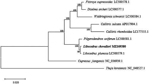 Figure 1. Phylogenetic relationships of Cupressaceae using nine chloroplast genome sequences based on the maximum likelihood (ML) analysis. GenBank accession numbers: Cupressus jiangensis (NC_036939.1), Thuja koraiensis (NC_048527.1), Libocedrus plumosa (LC500579.1), Pilgerodendron uviferum (LC500581.1), Widdringtonia schwarzii (LC500584.1), Diselma archeri (LC500577.1), Fitzroya cupressoides (LC500578.1), Callitris sulcata (AP017904.1), Callitris rhomboidea (LC177555.1).