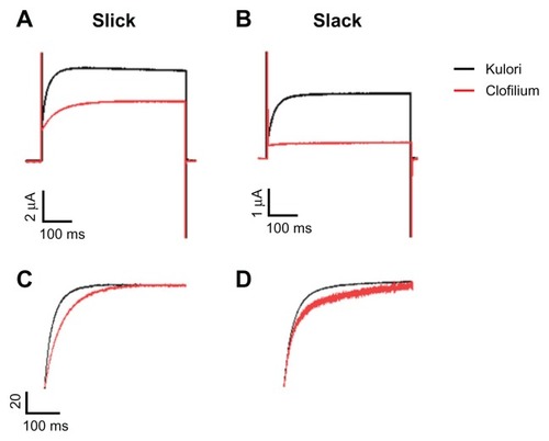 Figure 1 Effect of clofilium on Slick and Slack potassium channels. Upper panels show current traces of representative Xenopus laevis oocytes expressing either Slick (A) or Slack (B) channels before (black) and after (red) treatment with clofilium 100 μM. Currents were stimulated by a pulse protocol with 500 msec depolarizations from −80 to +80 mV from a holding potential of −80 mV for 3 seconds. Activation kinetics of Slick (C) and Slack (D) in representative oocytes are shown in the lower panels.