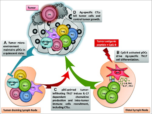 Figure 1. Schematic view of the induction of Th17 by Ag presenting activated pDCs and subsequent impact on antitumor immunity. (A) pDCs in tumor and tumor-draining LN are maintained quiescent by the tumoral microenvironment («Tolerogenic pDC»). (B) However, vaccination of tumor-bearing mice using MHCII-restricted tumor derived peptide in the presence of CpG-B at tumor distal site induces Th17 cell differentiation by Ag presenting activated pDCs (« Immunogenic pDC»). (C) pDC-derived Th17 cells migrate to the tumor and induce the recruitment of immune cells, including DCs, pDCs, Th1, Tregs and CTLs. (D) Enhanced tumor-specific CTL infiltration allows tumor cell killing and control of tumor growth.