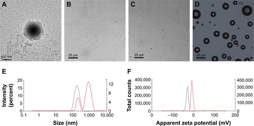 Figure 1 Characterization of TOI_HNPs.Notes: (A) TEM image of TOI_HNPs. (B, C) Optical microscopy images of TOI_HNPs and phase-transited TOI_HNPs after laser irradiation. (D) Optical microscopy image of TOI_HNPs heated at 49°C for 10 seconds. (E, F) Size distribution and zeta potential of TOI_HNPs before (the blue line) and after (the red line) laser irradiation measured by DLS.Abbreviations: DLS, dynamic light scattering; ICG, indocyanine green; PFP, perfluoropentane; LPHNPs, lipid–polymer hybrid nanoparticles; TEM, transmission electron microscope; TOI_HNPs, folate-targeted LPHNPs-loaded ICG/PFP-carrying oxygen.