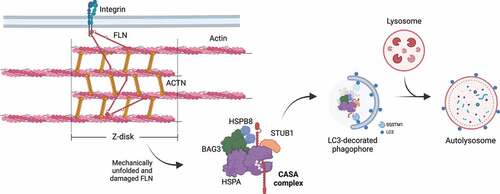 Figure 6. CASA-mediated degradation of Z-disk component FLNC. Mechanically unfolded and damaged forms of FLN are recognized and degraded by the CASA pathway. Here, BAG3 closely cooperates with HSPB8 (the “holdase”) and regulates the ATP-dependent chaperone cycle of HSPA, necessary for substrate processing. STUB1-mediated ubiquitination and subsequent recruitment of the autophagic receptor SQSTM1 initiates autophagosome formation, followed by lysosomal fusion for degradation.