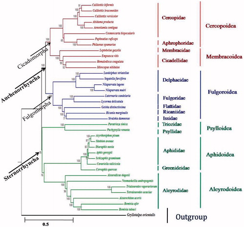 Figure 1. Maximum likelihood phylogenetic relationship inferred from the mitogenomes of 37 hemipteran insects. Tree based on 13 complete protein-coding genes from complete mitochondrial genome sequences.