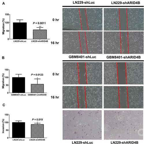 Figure 3 Effect of ARID4B knockdown on glioma cell migration and invasiveness. (A and B) Migration assessed based on the decreases in wound area during 16-h wound-healing assays with GBM8401 and LN229 cells expressing shARID4B or shLuc. Wound area at 0 h was assigned a value of 100%. *P < 0.05, **P < 0.01 vs the control shLuc group. (C) Invasiveness assayed in 16-h Transwell invasion assays with LN229 cells expressing shARID4B or shLuc. In all panels, the data were from three independent experiments, and expressed as the mean ± s.d. *P < 0.05 vs the control shLuc group.