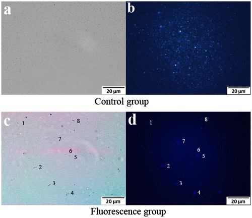 Figure 5. Fluorescence microscopy images of suspended nanoparticles (a, b), and live E. coli (c, d).