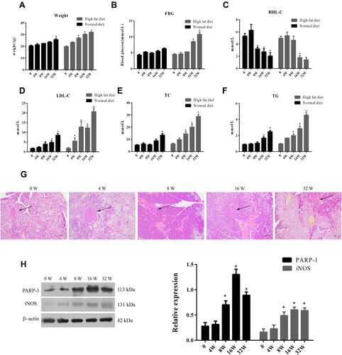 Figure 1 Weight, glucose and lipid indexes in high fat diet fed ApoE-/- mice.Notes: (A) Body weight of mice in normal diet group and high fat diet group. (B) FBG of mice in normal diet group and high fat diet group. (C) HDL-C of mice in normal diet group and high fat diet group. (D) LDC-C of mice in normal diet group and high fat diet group. (E) TC of mice in normal diet group and high fat diet group. (F) TG of mice in normal diet group and high fat diet group. (G) HE staining of islets (↑) of mice in normal diet group and high fat diet group. Scale Bar = 100 µm. (H) Western blot analysis of PARP-1 and iNOS expression in islets of mice in normal diet group and high fat diet group.Data were analyzed using a one-way ANOVA followed by Dunnett’s test, or by Kruskal-Wallis test followed by Steel’s test. *, p < 0.05 compared with NF + vehicle.