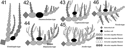 Figs 41‒46. Schematic illustrations of the representative auxiliary cell ampullary types of the family Halymeniaceae including the novel Nesoia-type. Fig. 41. Grateloupia-type characterized by the simplest ampullary filament structure of up to three orders of ampullary filaments with only one filament of each order (Kawaguchi et al., Citation2001; De Clerck et al., Citation2005). Fig. 42. Thamnoclonium-type characterized by the auxiliary cell in the middle of the first-order filament (Chiang, Citation1970; D’Archino et al., Citation2014). Fig. 43. Cryptonemia-type characterized by sparser ampullary filaments than Aeodes- and Halymenia-types and the non-basal type auxiliary cell in the middle of a second-order ampullary filament (Chiang, Citation1970). Fig. 44. Halymenia-type characterized by unilateral second-order ampullary filaments borne on each cell of a first-order ampullary filament (Womersley & Lewis, Citation1994; De Smedt et al., Citation2001). Fig. 45. Aeodes-type characterized by bushy branched ampullary filaments of up to five orders from a first-order ampullary filament (Chiang, Citation1970; Womersley & Lewis, Citation1994). Fig. 46. Nesoia-type characterized by first-order ampullary filament borne on a subcortical cell, two second-order ampullary filaments grown bilaterally from each cell of the first-order ampullary filament, and the auxiliary cell, an initial cell of the second-order ampullary filaments (Maggs & Guiry, Citation1982; this study).