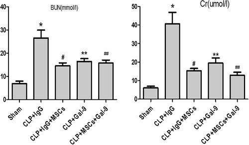 Figure 2. The levels of serum Cr and BUN 24 h after CLP injury in each group: values are mean ± SD; compared with CLP + IgG group, #p < .05, **p < .05; compared with the CLP + Gal-9 group, ##p > .05.