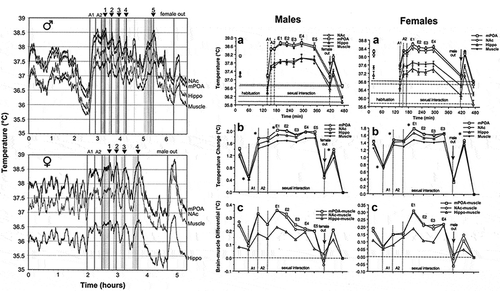 Figure 6. Temperature changes in three brain structures (medial-preoptic hypothalamus or mPOA, nucleus accumbens or NAc, and hippocampus or Hippo) and temporal muscle during sexual interaction session in male and female rats. Left panel shows original records of temperature fluctuations in each recording area in representative male and female rat. A1 and A2 are arousal I and II, respectively. Vertical lines show mounts and intromissions, black triangles with numbers show moments of ejaculation, “female out” depicts the moment when sexual companion was removed from the cage. Right panel shows mean values of absolute temperatures in each recording location (A), relative temperature changes (B), and brain-muscle temperature differentials (C) during sexual interaction session in male and female rats. Asterisks on B show values significantly different (ANOVA with repeated measures followed by Scheffe F-test, p < 0.05) from the previous value. Original data were published in [Citation59,Citation87] and replotted for this article.