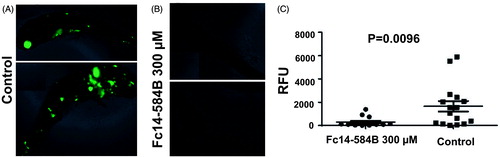 Figure 8. Dithiocarbamate Fc14–584B inhibits the growth of M. marinum in vivo in zebrafish larvae. Zebrafish larvae were infected with green fluorescent M. marinum wasabi strain with an average infection dose of 471 ± 143 bacteria and were analyzed at 6 dpi. Prior to fluorescence measurement with a plate reader, the fish were checked under a fluorescence microscope to ensure successful infection based on general bacterial fluorescence in the control group. Representative images of typical outcomes of infection 6 dpi (A) without treatment (B) with 300 μM of Fc14–584B. (C) For quantification, the end-point bacterial load was assessed in a fluorometric measurement of bacteria inside transparent fish larvae. The median relative fluorescence units (RFU) value of the group is shown as a horizontal line (ntreated=15, ncontrol=16). The result is a representative of three separate experiments.