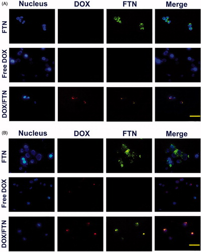 Figure 7. Cellular uptake study and imaging using fluorescence microscopy. The fluorescence microscopy images of SaOs-2 cells treated with FTN, free DOX and DOX/FTN after (A) 4 h and (B) 24 h of incubation. The nucleus is stained with Hoechst 33342. Despite the used amount of DOX/FTN were about three fold lower than free DOX, but it has strong fluorescence signal relative to free DOX. It was related to fluorescence property of FTN. The scale bar is 10 μm.