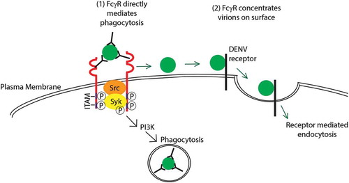 Figure 1. Hypothesized mechanisms of extrinsic ADE. (1) DENV immune complexes internalization is mediated by the engagement of activating Fc?Rs (red) on the cell surface triggering the phosphorylation of cytosolic ITAM by Src kinases. This subsequently leads to the phosphorylation of Syk and PI3 K that triggers a signaling cascade for Fc?R-mediated phagocytosis. (2) Alternatively, activating Fc?Rs (red) can concentrate immune complexes on the surface of the cell. The virion is then able to bind to its receptor to enter the cell via receptor-mediated endocytosis. These processes result in increased internalization of the virus, thus resulting in ADE. Full color available online.