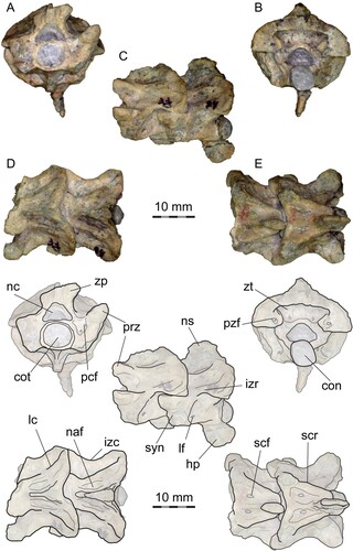 FIGURE 3. PVL 4714-3, anterior precloacal vertebrae (38th and 39th) and interpretative drawing. A, anterior view; B, posterior view; C, left lateral view; D, dorsal view, E, ventral view. Abbreviations: con, condyle; cot, cotyle; hp, hypophysis; izc, interzygapophyseal constriction; izr, interzygapophyseal ridge; lc, laminar crest; lf, lateral foramen; naf, neural arch fossa; nc, neural canal; ns, neural spine; pcf, paracotylar foramen; pzf, parazygantral foramen; prz, prezygapophysis; scf, subcentral foramen; scr, subcentral ridge; syn, synapophysis; zp, zygosphene; zt, zygantrum.