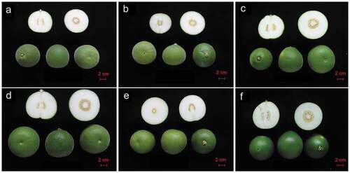 Figure 1. The six varieties of Citrus grandis ‘Tomentosa’ fruits investigated in this study: (a): MiYeZhengMao, (b): ‘HouYeZhengMao’, (c): ‘HuangLongZhengMao’, (d): XiYangZhengMao, (e): FuMao, (f): GuangQing
