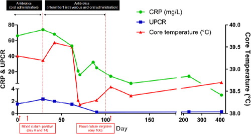 Figure 1. Changes in C-reactive protein (CRP), ratio of urine protein to creatinine (UPC), and body temperature during the therapeutic monitoring period after the diagnosis of infective endocarditis (IE) in a 8-year-old, spayed, female Maltese dog. After the diagnosis of IE, oral administration of the antibiotics showed no improvement in CRP (reference range, 0.1–1 mg/L), UPC (reference range, 2–5 mg/L), body temperature, and clinical signs. Intravenous administration of the antibiotics resulted in blood culture negative, and there were improvements in body temperature, UPC, and CRP levels.