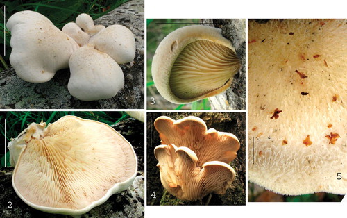 Figs. 1–5. Lignomyces vetlinianus basidiomata. 1. ASN 2012-51(1). 2. ASN 2012-51.5. 3. ASN 25.07.2012. 4. LE 265212. 5. ASN 06.08.2012-2. Standard bars = 5 cm.