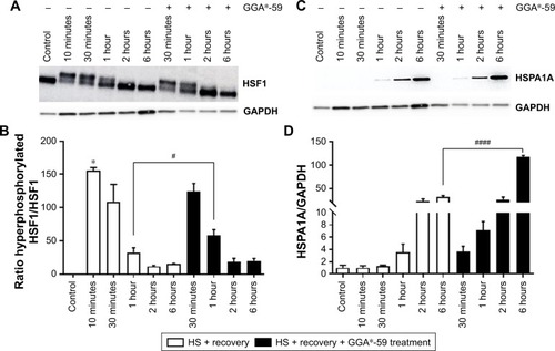 Figure 7 GGA*-59 enhances HSF1 hyperphosphorylation and subsequent HSPA1A boosting in HL-1 cardiomyocytes.