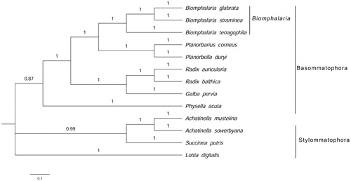 Figure 1. Phylogenetic analysis of mitochondrial protein sequences of 13 mollusc species using Bayesian inference method. (GenBank accession numbers, Achatinella mustelina: NC030190; Achatinella sowerbyana: KX356680; Biomphalaria glabrata: NC005439; Biomphalaria straminea: MF480756; Biomphalaria tenagophila: NC010220; Galba pervia: NC018536; Lottia digitalis: NC007782; Physella acuta: NC023253; Planorbarius corneus: NC026708; Planorbella duryi: KY514384; Radix auricularia: NC026538; Radix balthica: NC026539; Succinea putris: NC016190).