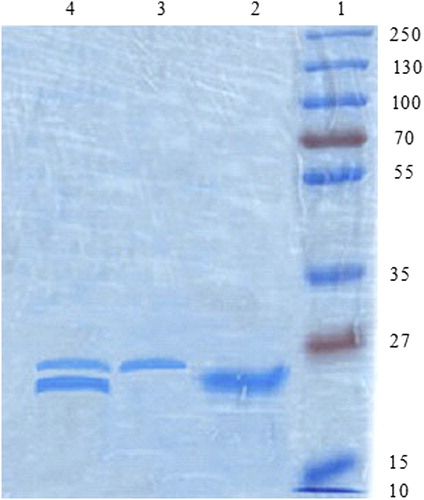 Figure 5. SDS-PAGE analysis of ligand-anchored nanoparticles. Lane 1: Molecular weight marker of 225 kDa, Lane 2: Naive hepatitis B antigen, Lane 3: Naive LTA lectin and Lane 4: Lectin anchored Chitosan nanoparticles.