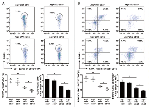 Figure 4. Treg cells in white adipose tissue. (A) Cells in the SVF of white adipose tissue from 20-wk-old mice were incubated with a mixture of anti-CD3E, -CD4, and -IL2RA Abs, and then with -FOXP3 Ab as described in Materials and Methods. FOXP3 and CD4 expression was examined by flow cytometry gated on CD3E+ CD4+ cells. The proportions of FOXP3+ cells among CD3E+ CD4+ cells (lower left) and the numbers of FOXP3+ CD3E+ CD4+ cells/gm adipose tissue (lower right) (n = 3 each). Representative FACS scattergrams are shown (upper). (B) Cells were incubated with Abs as in (A), and FOXP3 and IL2RA expression was examined by flow cytometry gated on CD3E+ CD4+ cells. The proportions of FOXP3+ IL2RA+ cells among CD3E+ CD4+ cells (lower left) and the numbers of FOXP3+ IL2RA+ CD3E+ CD4+ cells/gm adipose tissue (lower right) (n = 3 each). Representative FACS scattergrams are shown (upper). *, P < 0.05; **, P < 0.01.