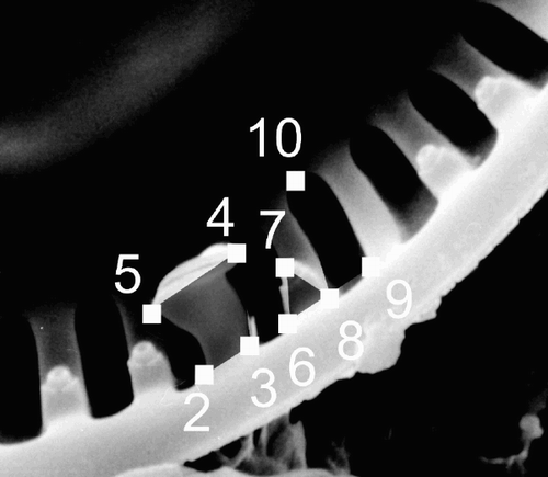 Fig. 2. Positions of landmarks 2 to 9 used for the geometric morphometric analyses shown on a valve from the ‘ambiguous’ morph. Landmark 1, the midpoint of the valve is not shown here. Table 1 describes positioning of the landmarks.