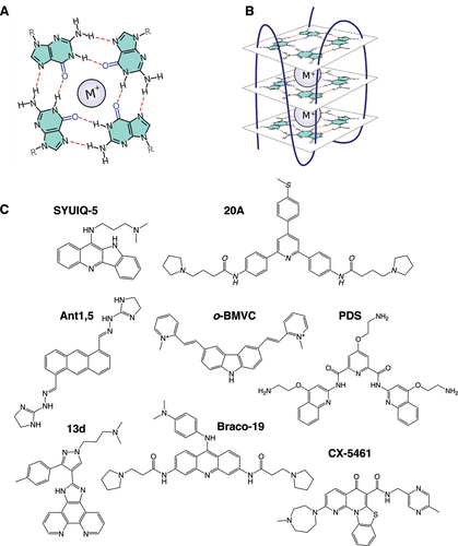 Figure 1. G4 structures and G4 ligands. (A) Presentation of a G-quartet, a planar cyclic arrangement of four guanines held together by Hoogsteen hydrogen bonds. Stacking of two or more quartets leads to the formation of a G-quadruplex. (B) Example of a structure composed of three stacked quartets, connected by three loops – two lateral and one “chain reversal” in this example, typical of a DNA quadruplex with a so called “hybrid” topology. RNA quadruplexes tend to be all-parallel, with chain-reversal loops (for a review on quadruplex structures and topologies, please refer to [Citation106]. (C) Presentation of the G-quadruplex ligands (G4L) cited in this review; these compounds belong to chemically-distinct families. T5 is a naphtalene diimide (NDI) derivative conjugated to a carbohydrate lactose, while 3a is a naphthalimide-benzotriazole conjugate. See Table 1 for details. More examples of G4L can be found in the G4L database: https://www.g4ldb.com.