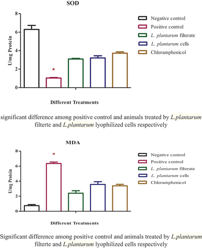 Figure 8. Oxidative enzymes in serum of various groups of animals. SOD levels in serum of animal group with uninfected wound; rat group with infected wound showed significant reduction in level (P≤ 0.05) relative to negative control; rat groups with infected wounds and treated with L. plantarum-ATCC8014 filtrate, solution of L. plantarum-ATCC8014 lyophilized form and chloramphenicol respectively. While, MDA concentrations in serum of rat group with uninfected wound; rat group with infected wound showed dramatic elevation level (P≤ 0.05) relative to 1st uninfected wound group and various treatments groups. Significant difference among positive control and animals treated by L. plantarum filtrate and L. plantarum lyophilized cells respectively.