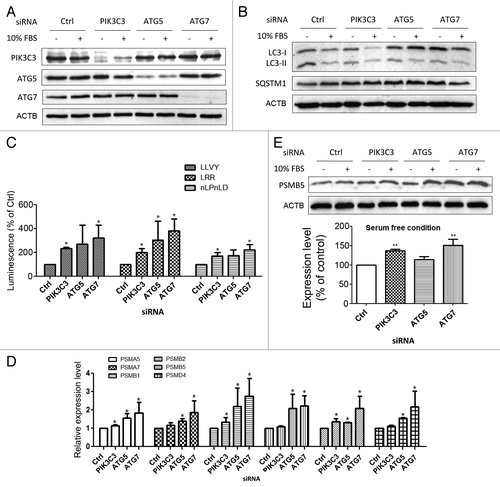 Figure 2. Abrogation of autophagy by siRNAs targeting autophagy-related genes in SW1116 colon cancer cells induced proteasomal activity and subunit expression. (A) The knockdown efficacies of PIK3C3-, ATG5-, and ATG7-siRNAs were verified by western blots at 48 h post-transfection. (B) Inhibition of serum deprivation-induced autophagy by PIK3C3-, ATG5-, and ATG7-siRNAs was confirmed in SW1116 cells. Targeting PIK3C3, ATG5, or ATG7 by RNA interference reduced the conversion of LC3B-I to LC3B-II and the accumulation of SQSTM1 caused by serum deprivation at 48 h post-transfection. (C) Inhibition of autophagy by knockdown of PIK3C3, ATG5, or ATG7 in serum-deprived conditions induced the proteasomal activity in SW1116 cells. Proteasomal activity assays were performed 72 h post-transfection. (D) Knockdown of PIK3C3, ATG5 or ATG7 in serum-deprived conditions induced the mRNA expression of proteasomal subunits to various extents in SW1116 cells at 72 h post-transfection. (E) The induction of PSMB5 at the protein level was confirmed by western blots at 72 h post-transfection. Concordant with the real-time PCR results, the induction was more prominent in serum-deprived SW1116 cells transfected with PIK3C3- and ATG7-siRNAs. Results were averaged and blots were representative of 3 independent experiments. The data from (E) are presented in a graph below the western blot panels. *P < 0.05; **P < 0.01, significantly different from respective control group.