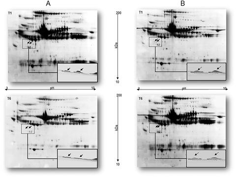 Figure 1. 2DE maps of plasma samples from calves in (A) the treatment group taken at the first (T1) and the last sampling time (T6); (B) the control group taken at the first (T1) and the last sampling time (T6). Identification of approximately 400 protein spots by Blue Silver staining. The box shows the disappearance of PON1 protein isoforms.