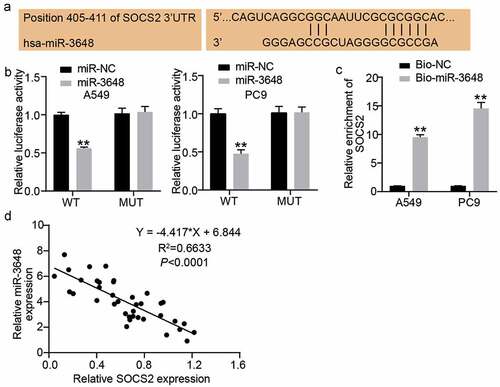 Figure 4. SOCS2 was a downstream target gene of miR-3648 A. The binding site of SOCS2 mRNA 3ʹUTR for miR-3648. B. The target relationship between miR-3648 and SOCS2 was measured by luciferase reporter assay. C. The target relationship between miR-3648 and SOCS2 was measured by RNA pull-down assay. D. Correlation between miR-3648 and SOCS2. *P < 0.05, **P < 0.001 compared with miR-NC (b) or Bio-NC (c) group, Student’s t-test.