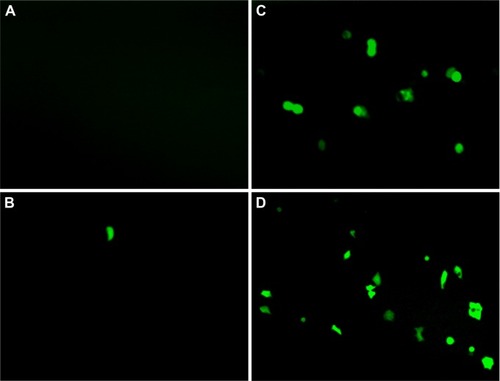 Figure 3 In vitro gene expression of NPs in C6 cells.