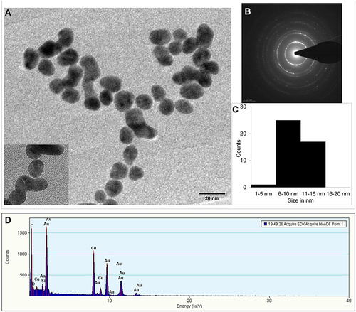 Figure 2 (A) TEM image of SSP-AuNPs (inset: magnified view); (B) SAED images of SSP-AuNPs; (C) size distribution; (D) EDS spectra of the SSP-AuNPs.