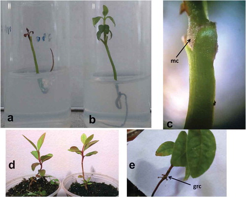 Figure 2. Plantlet development after in vitro-grafting: (a) lack of connection resulting in scion death, (b) presence of connection with scion stem and leave growth, (c) stereomicroscopy observation of microcallus (mc) developed in the guava scion at graft region, (d) 60 days after acclimatization of grafted plantlet, and (e) graft cicatrized (grc) connection of ex vitro acclimatized plantlets.