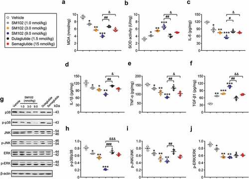 Figure 5. SM102 improve oxidative stress and inflammation responses via inhibiting MAPKs pathway. (a-b) The MDA level and SOD activity, and (c-f) the levels of IL-6, IL-1β, TNF-α and TGF-β1 in serum of diabetic mice after 4-week SM102 treatment. (g) Western blot image and (h-j) quantitative analysis of p-p38/p38, p-JNK/JNK and p-ERK/ERK in diabetic mice after 4-week SM102 treatment. *, **, ***p < 0.05, 0.01, 0.001 versus vehicle, #, ##, ### p < 0.05, 0.01, 0.001 versus dulaglutide, &, &&, &&& p < 0.05, 0.01, 0.001 versus Semaglutide. Data represented as mean ± SD (n = 8).