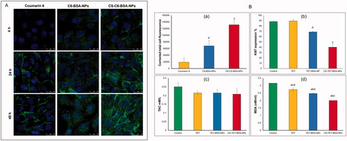 Figure 6. In vitro cell culture studies on corneal stromal fibroblasts: (A) confocal laser microscope images following incubation with TET formulations at different time intervals at 37 °C and (B) corrected total fluorescence following incubation for 48 h (n = 5) (a), antiproliferative activity expressed as %KI67 expression (b) and antioxidant effect expressed by total antioxidant capacity (TAC) and lipid peroxide (malondialdehyde, MDA), n = 3 (c and d). ap < .05 versus control, bp < .05 versus TET, cp < .05 versus TET-BSA-NPs, dp < .05 versus CS-TET-BSA-NPs.