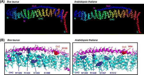 Fig. 8. The 3D structure of the CHC–CLC complex of Bos taurus and that of the predicted orthologous complex of Arabidopsis thaliana.Notes: (A) Structures of the interface between CLC and the carboxyl terminal of CHC. (B) Detailed structures of the complex with the amino acids mutated in this study. The mutated amino acids in CHC and CLC in PPI analyses are shown in purple and red, respectively.