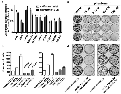 Figure 1. Reversible inhibition of cell proliferation in cancer cells by biguanide drugs. A) Cell proliferation is inhibited by both 1 mM metformin (light columns) and 10 µM phenformin (dark columns), with variable responses among cancer cell lines. Data shown represents change in cell numbers relative to control, with mean and standard deviation for three measurements. B) Growth inhibition in A549 cells can be detected as early as 24 hours after treatment. Cell numbers were enumerated at 24, 48, and 72 hours in cultures treated in triplicate. C) Growth in A549 cultures treated with variable levels of phenformin for 3 days. All cultures (including control) were plated at clonal density and grown for 7 days total (3 with treatment, 4 without). Note that dose-dependent inhibition of proliferation by phenformin is similar over range of 10 to 100 µM. D) Inhibition of proliferation by phenformin is reversible. When clonal density cultures treated with 10 µM phenformin for 3 days are subsequently incubated with drug-free media, the numbers and sizes of colonies are similar to cultures incubated only with drug-free media for 7 days