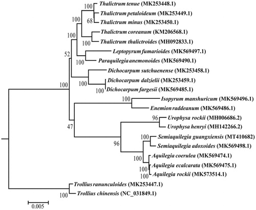 Figure 1. ML Phylogenetic tree of 19 species of Trib. Isopyreae reconstructed based on the concatenated data of 74 protein-coding genes. Bootstrap support values (10,000 replicates) are shown at the nodes.