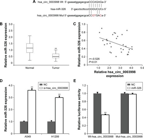 Figure 3 The interaction of hsa_circ_0003998 and miR-326.