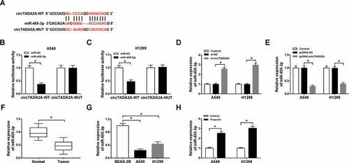 Figure 4. CircTADA2A is a sponge of miR-455-3p in lung cancer cells. (a) The potential binding sites between circTADA2A and miR-455-3p were predicted by StarBase3.0 program. (b,c) Luciferase activity of A549 and H1299 cells co-transfected with circTADA2A-WT or circTADA2A-MUT and miR-455-3p mimics or miR-NC was examined by dual-luciferase reporter assay. (d,e) qRT-PCR analysis of miR-455-3p expression in A549 and H1299 cells transfected with si-NC, si-circTADA2A, pcDNA-circTADA2A, or pcDNA-NC was conducted. (f,g) The expression of miR-455-3p in lung cancer tumor tissues and normal tissues, as well as lung cancer cell lines and normal BEAS-2B cell line was measured using qRT-PCR. (h) The level of miR-455-3p was examined using qRT-PCR in A549 and H1299 cells treated with propofol. *P < 0.05.