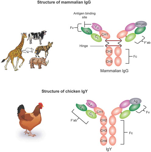 Figure 2. Mode of action of Anti- Pseudomonas aeruginosa IgY from immunized chicken for protection of respiratory tract of cystic fibrosis patients. A) IgY binds to flagella of the Pseudomonas aeruginosa and inhibits the bacterial adhesion. B) IgY opsonization of Pseudomonas aeruginosa augments the PMN-mediated respiratory burst and subsequent bacterial elimination.