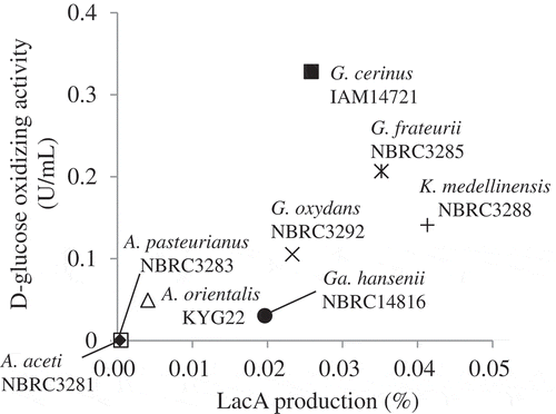 Figure 1. Comparison of d-glucose- and lactose-oxidizing activities of AABs.LacA-production values are plotted against the d-glucose-oxidizing activity of AABs. The plotted values are from our previous work [Citation10]. The LacA production values of NBRC3281 and IFO3283 are 0.0003 and 0.0005%, respectively. The activities on d-glucose of NBRC3281 and IFO3283 are 0.0005 and 0.0006 U/mL, respectively.